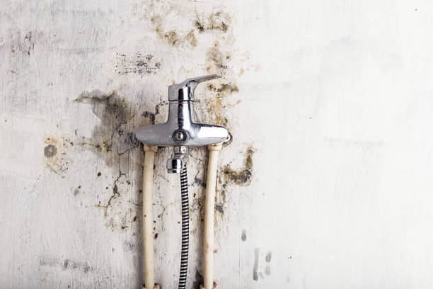 Best Mold Testing and Inspection Services in Belle, MO