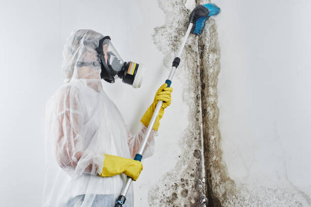 Best Bathroom Mold Remediation in Belle, MO