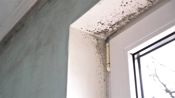 Best Kitchen Mold Remediation in Belle, MO