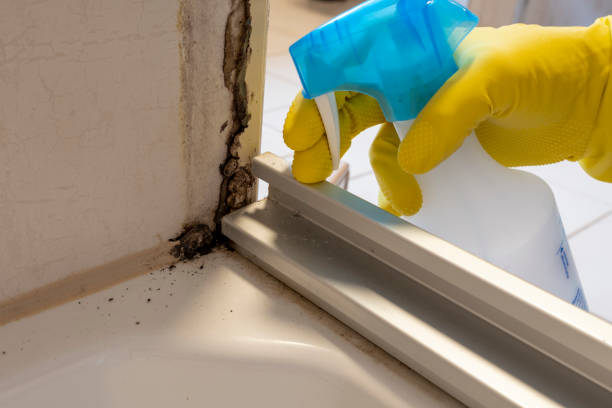 Best Industrial Mold Remediation in Belle, MO