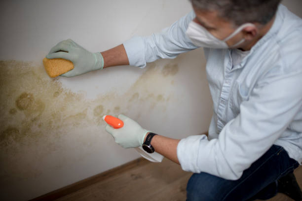 Best Commercial Mold Remediation in Belle, MO