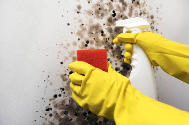 Best Insurance-Related Mold Remediation in Belle, MO