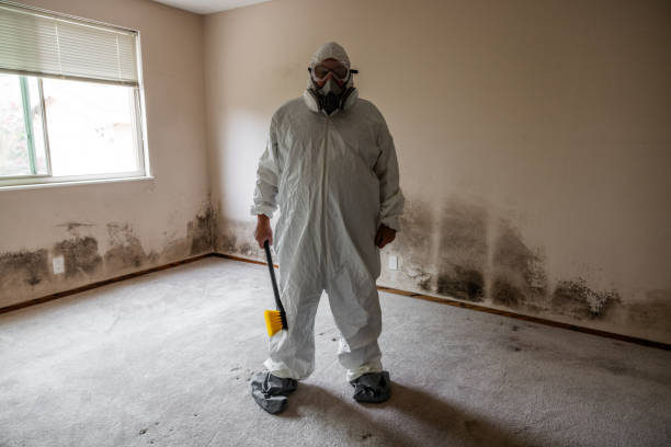Best DIY Mold Remediation Support Services in Belle, MO