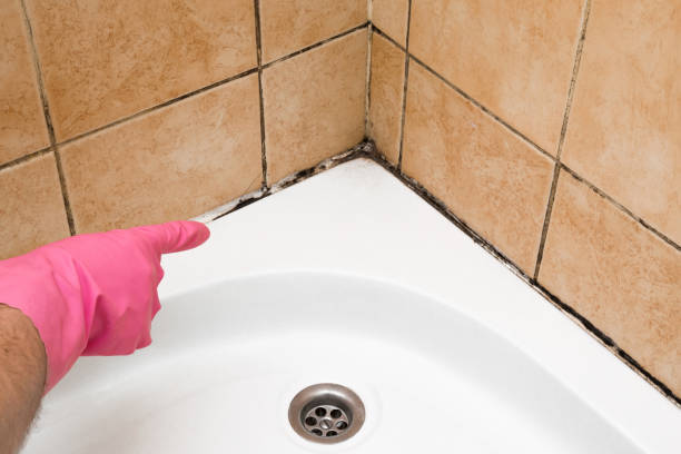 Best HVAC Mold Remediation in Belle, MO